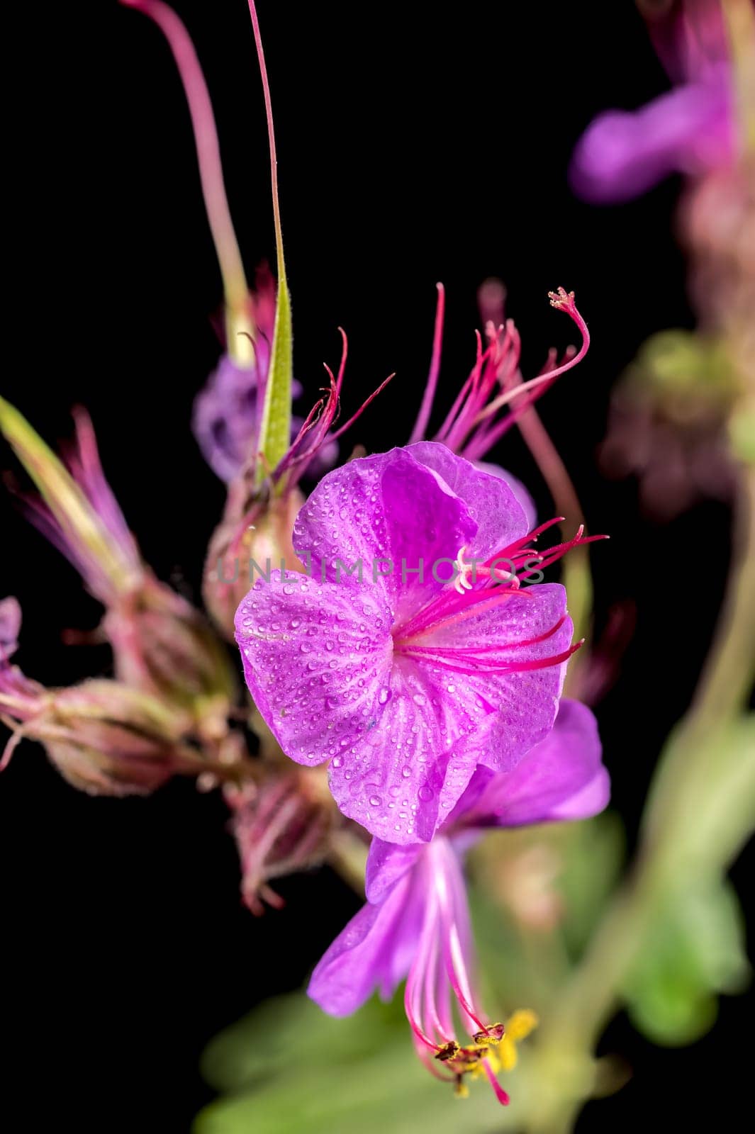 Beautiful Blooming flowers of Geranium Cambridge on a black background. Flower head close-up.