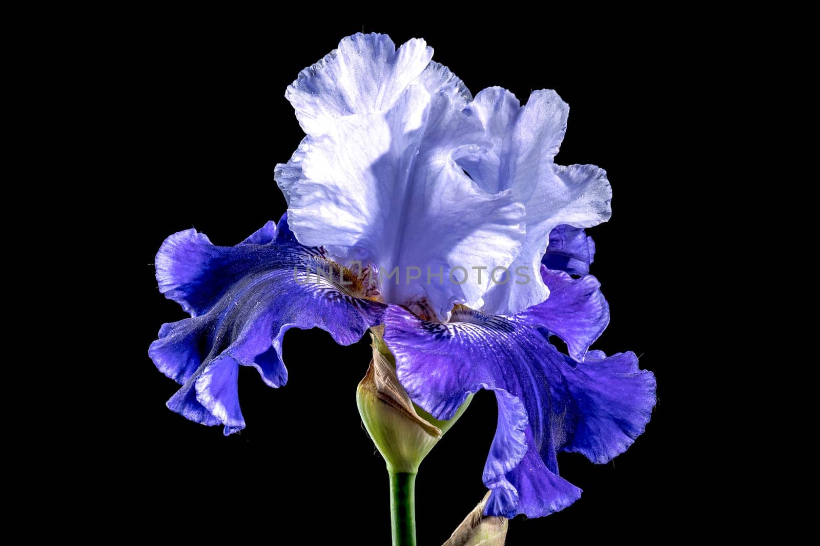 Blooming blue iris Mariposa Skies on a black background by Multipedia