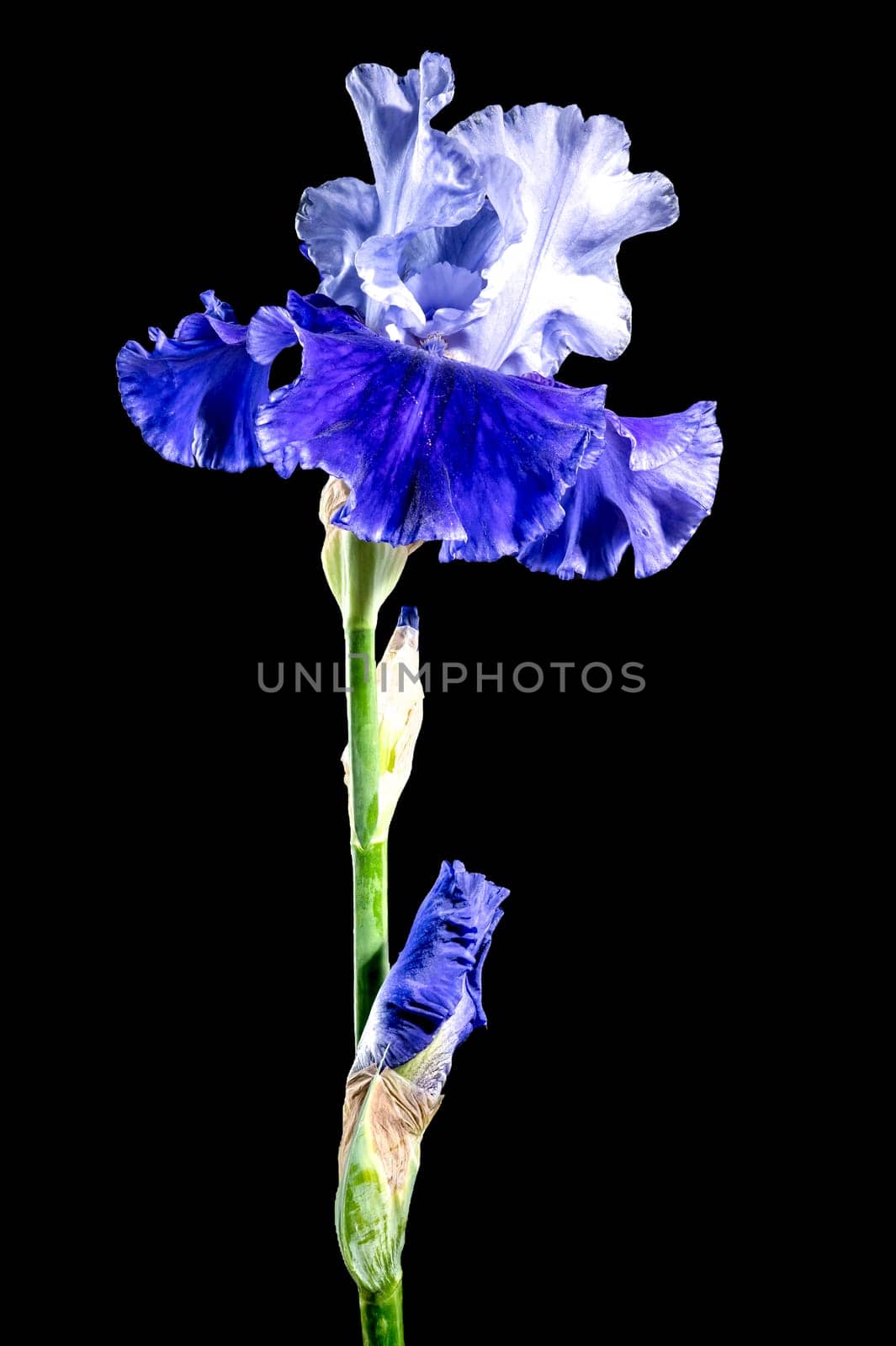 Blooming blue iris Mariposa Skies on a black background by Multipedia