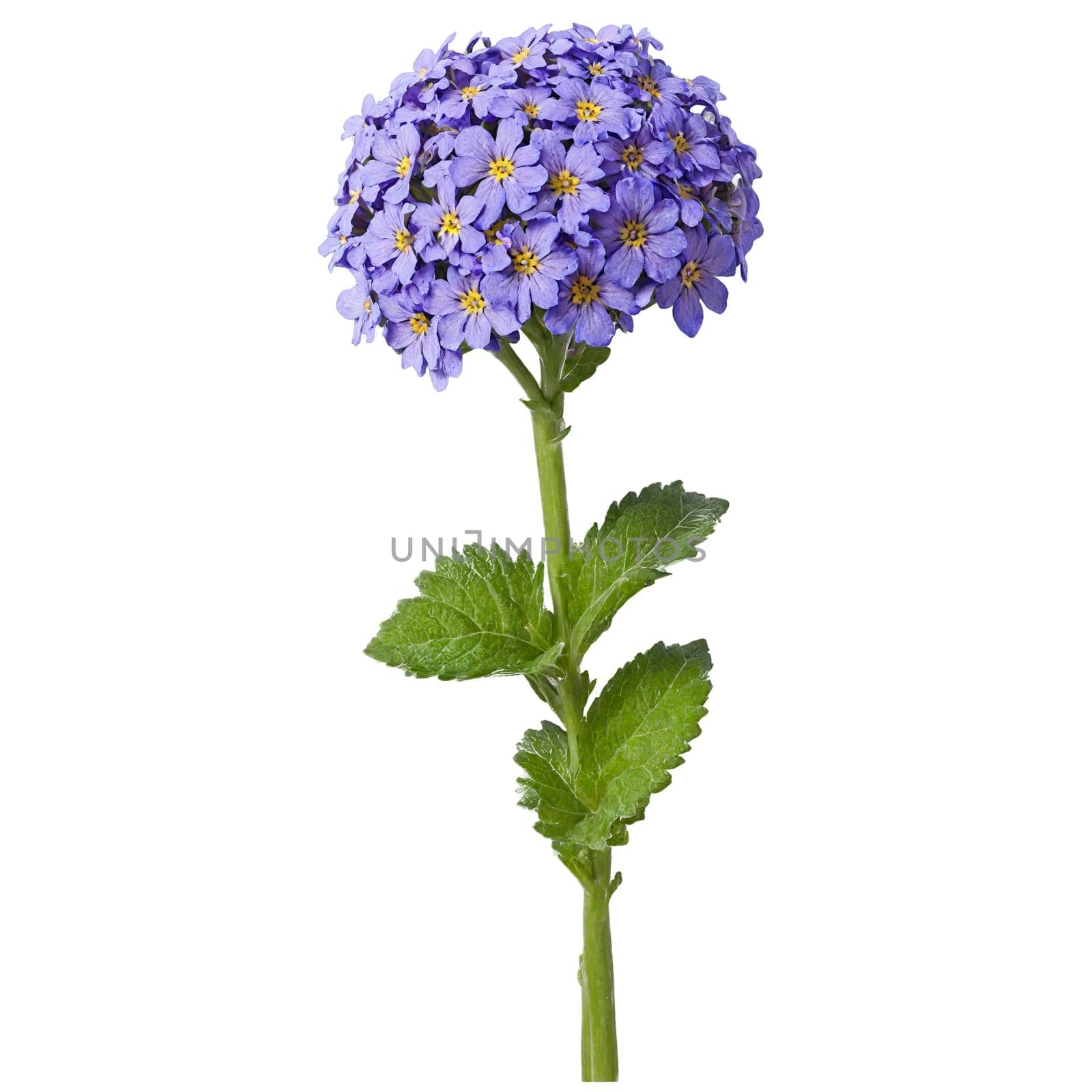 Heliotrope clusters of small purple flowers on sturdy stems in a blue glazed ceramic pot. Plants isolated on transparent background.