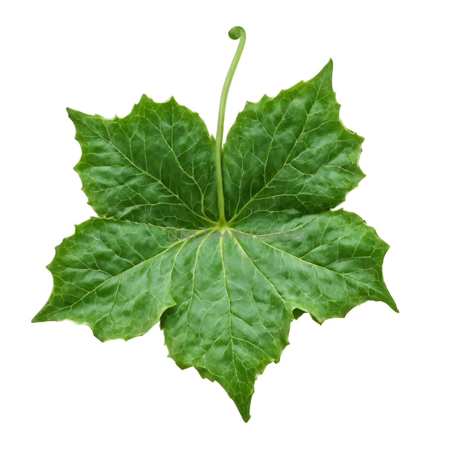 Ivy Leaf lobed green leaf with smooth edges and prominent veins curling at the edges. Plants isolated on transparent background.