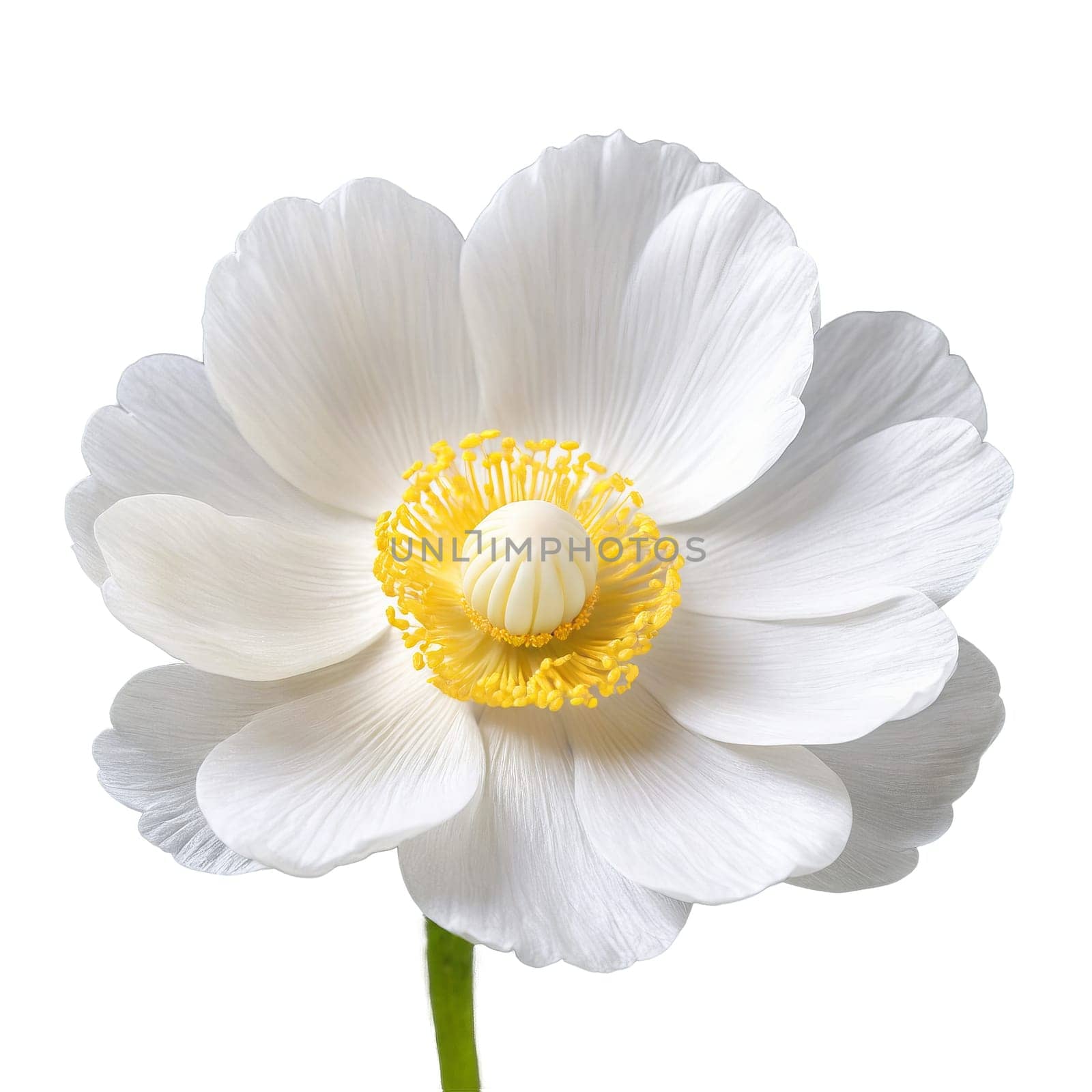 Flowers isolated on transparent background