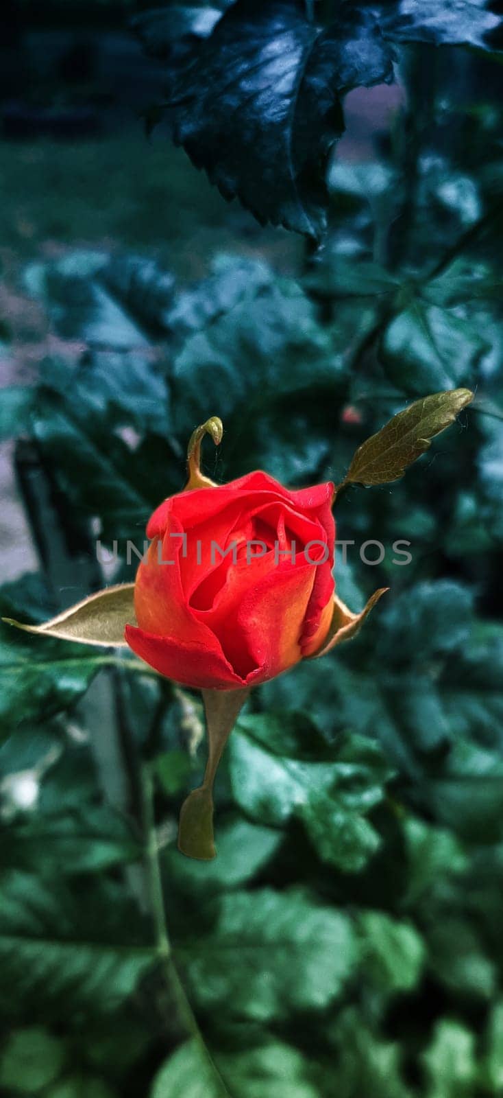 Red rose bud and gradient bokeh effect. by Inoxodec
