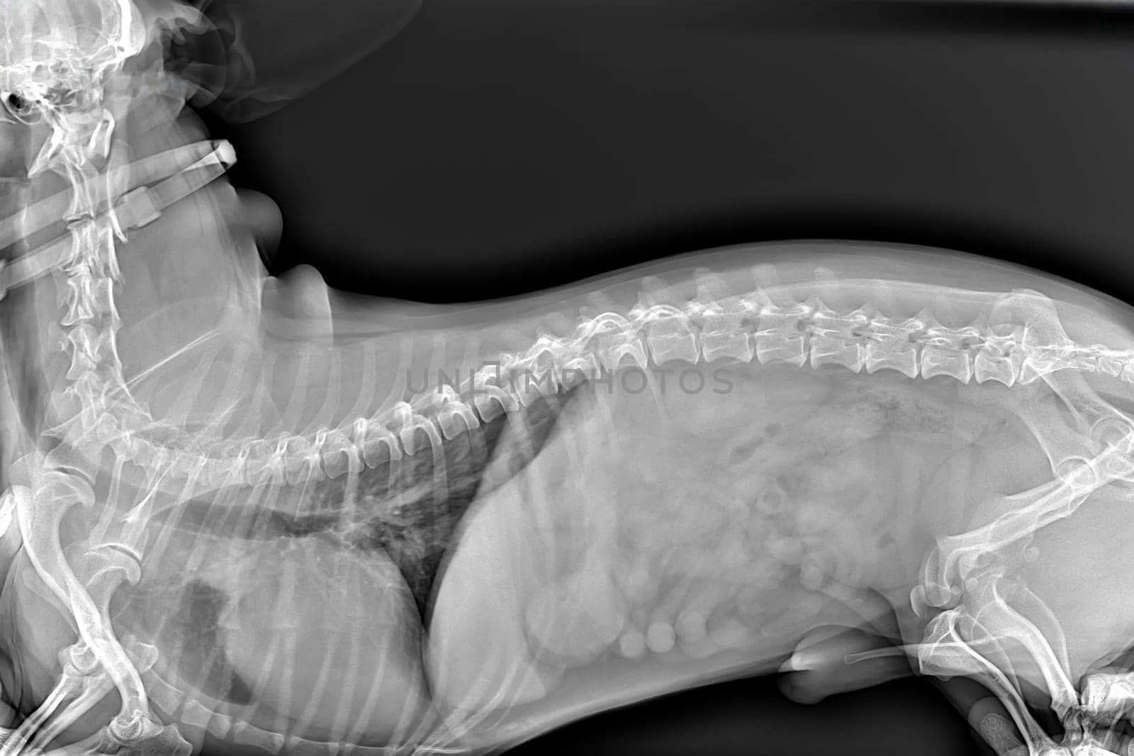 X-ray of the dog, treatment of the spine in a modern veterinary clinic