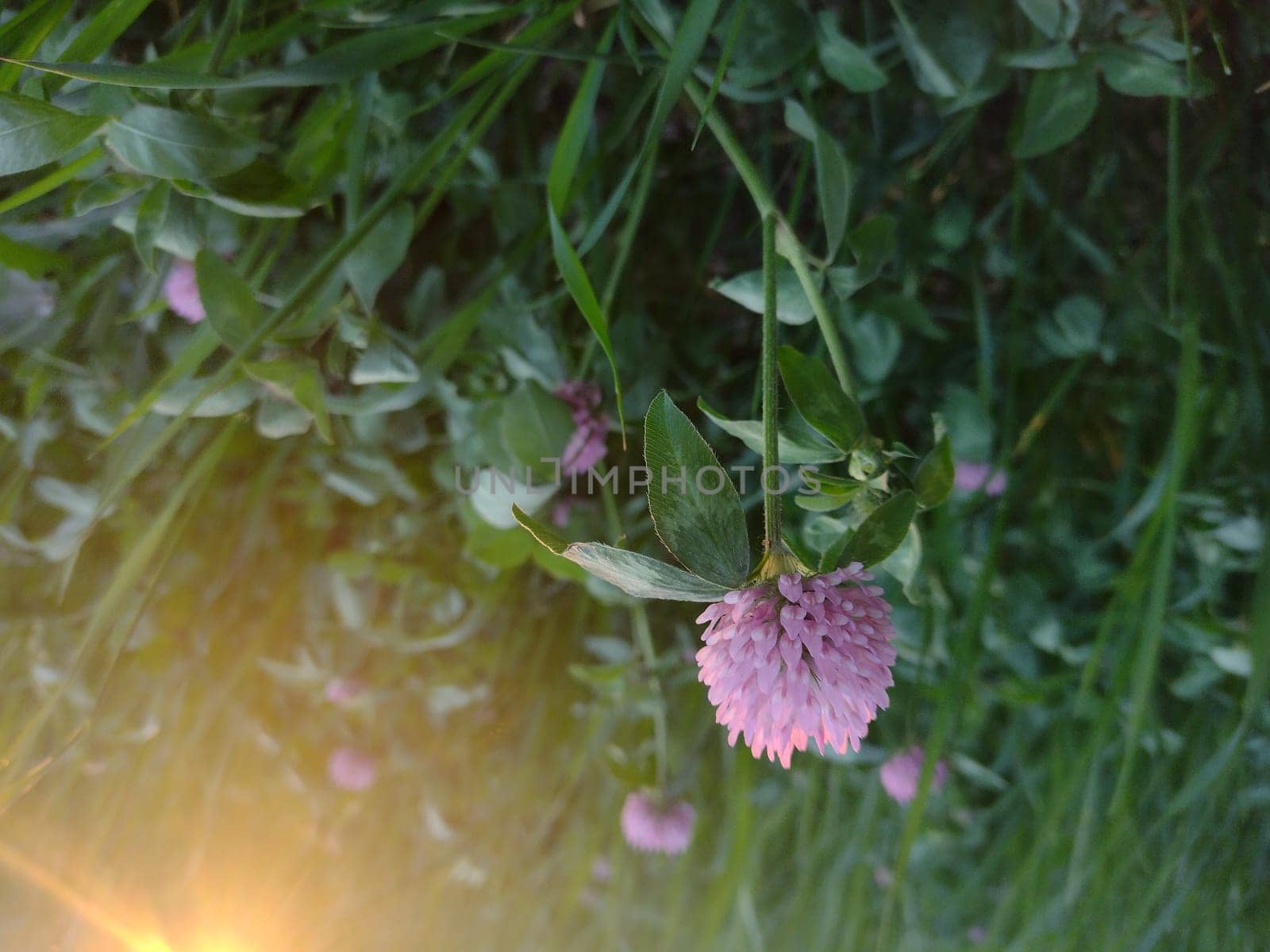 Blooming red clover in the meadow.