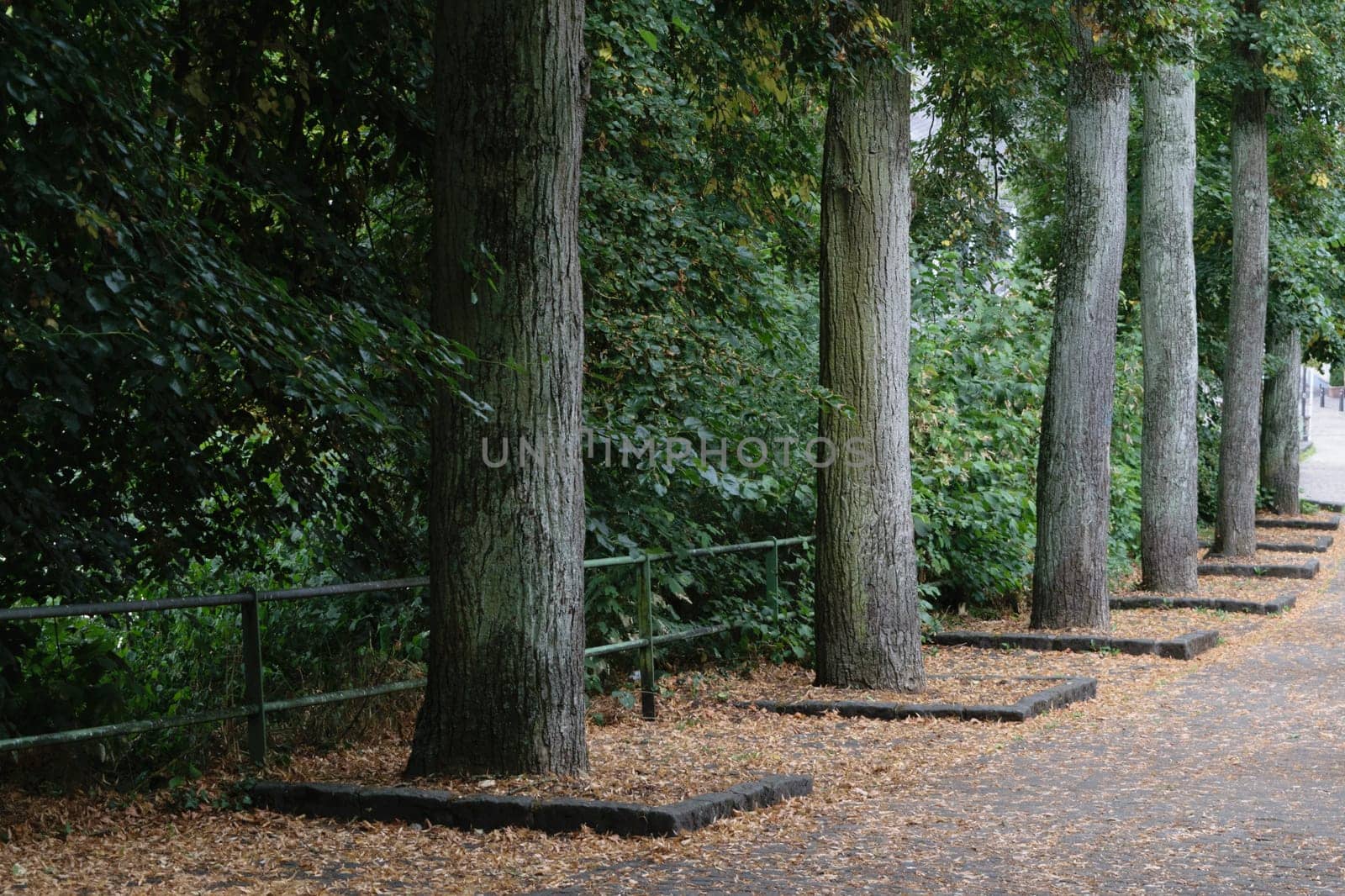 A row of tall trees along a pathway in a park, with fallen leaves on the ground. The trees are evenly spaced and there is a metal fence running parallel to the path.