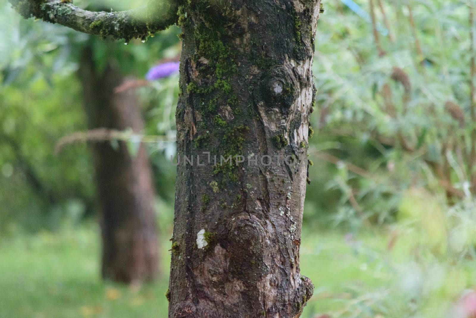 Close-up of a tree trunk with moss and textured bark in a forest or garden setting. The background is blurred, showing more trees and greenery.