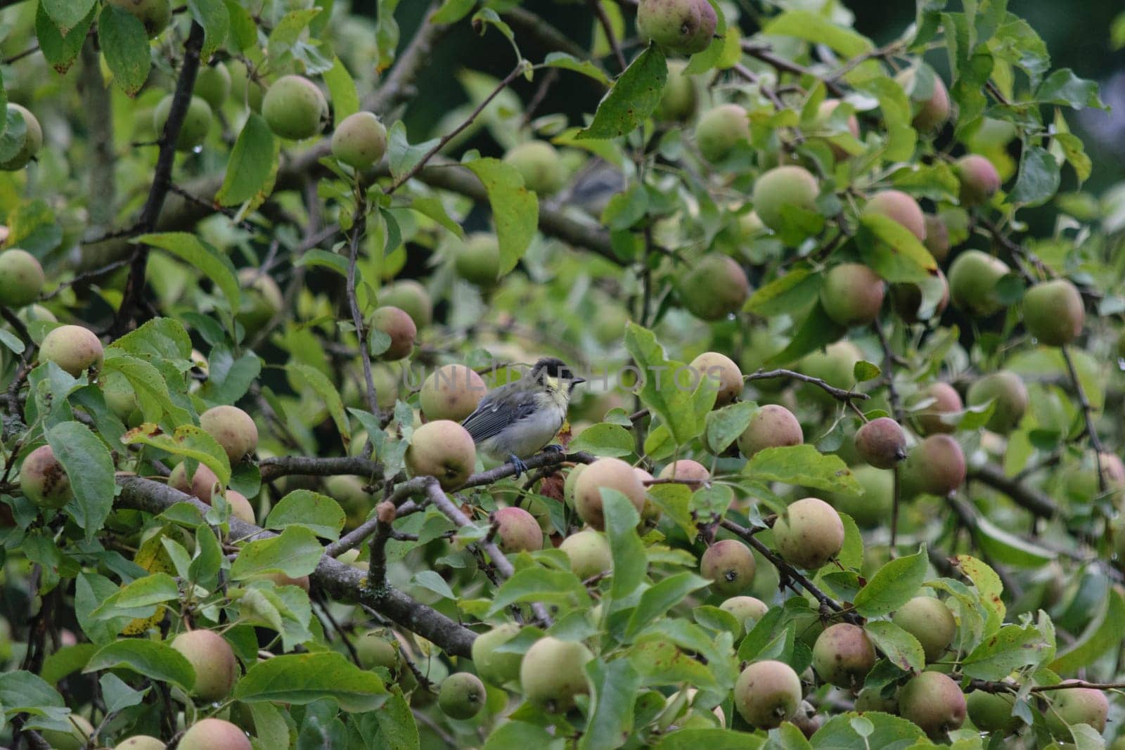 A Great tit perched on a branch of an apple tree filled with green and red apples.