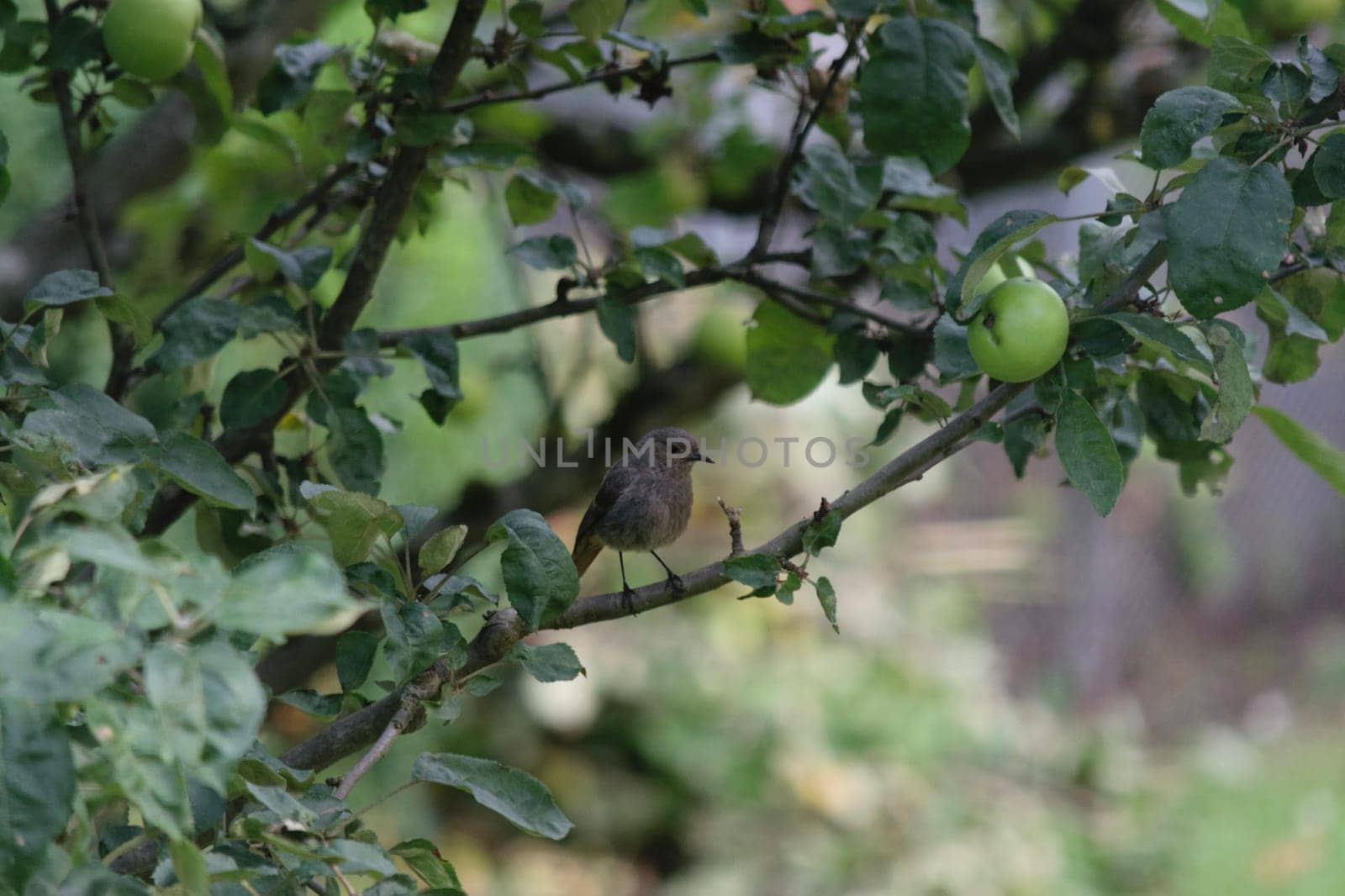 A small bird perched on a branch of an apple tree with green apples. The background is blurred, highlighting the bird and the branch.