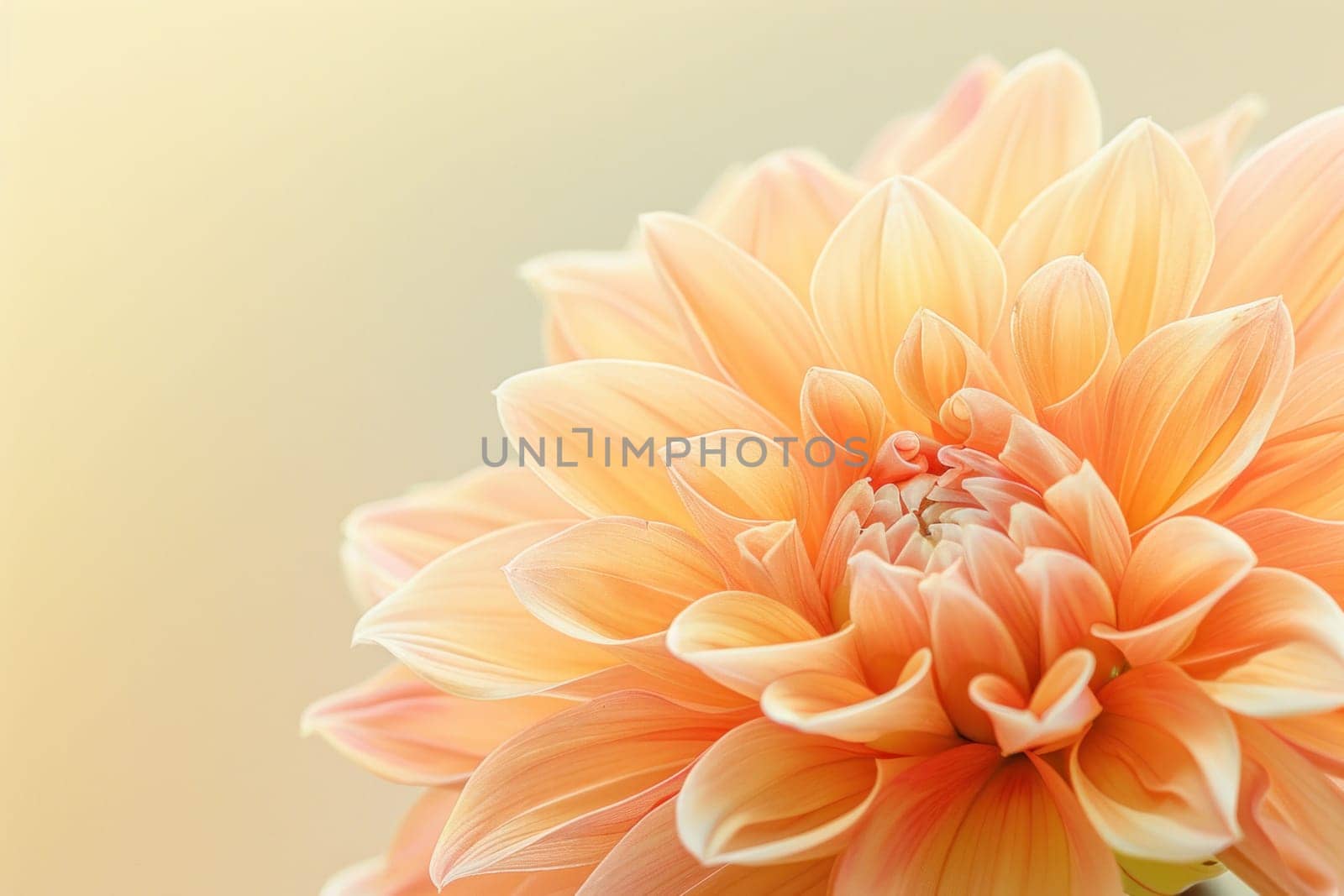 Orange dahlia flower against bright yellow and white background, symbolizing beauty and elegance