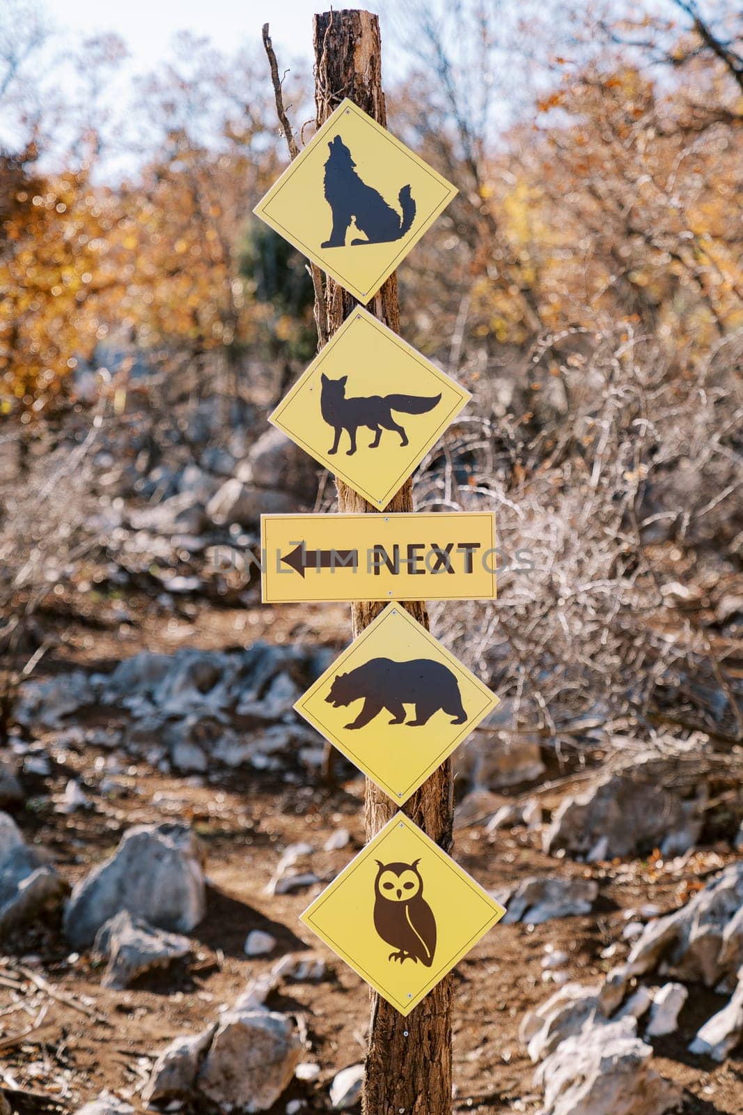 Diamond-shaped yellow signs with pictures of animals hang on a pole in the park next to the sign. Caption: Next. High quality photo