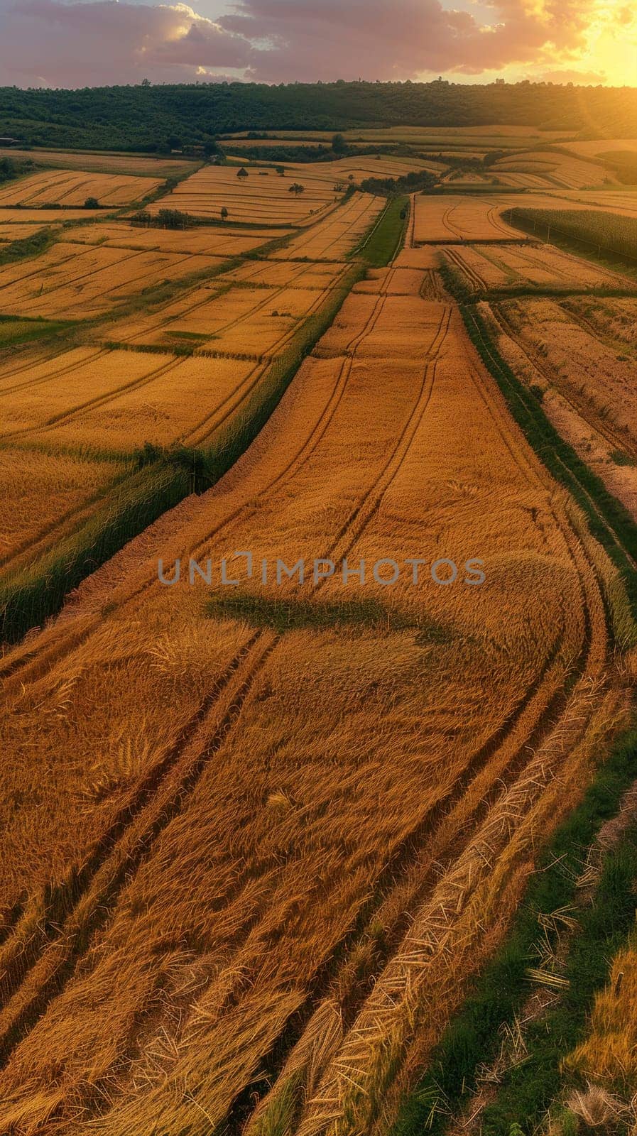 A golden sunset over a lush wheat field in the countryside, nature and agriculture concept