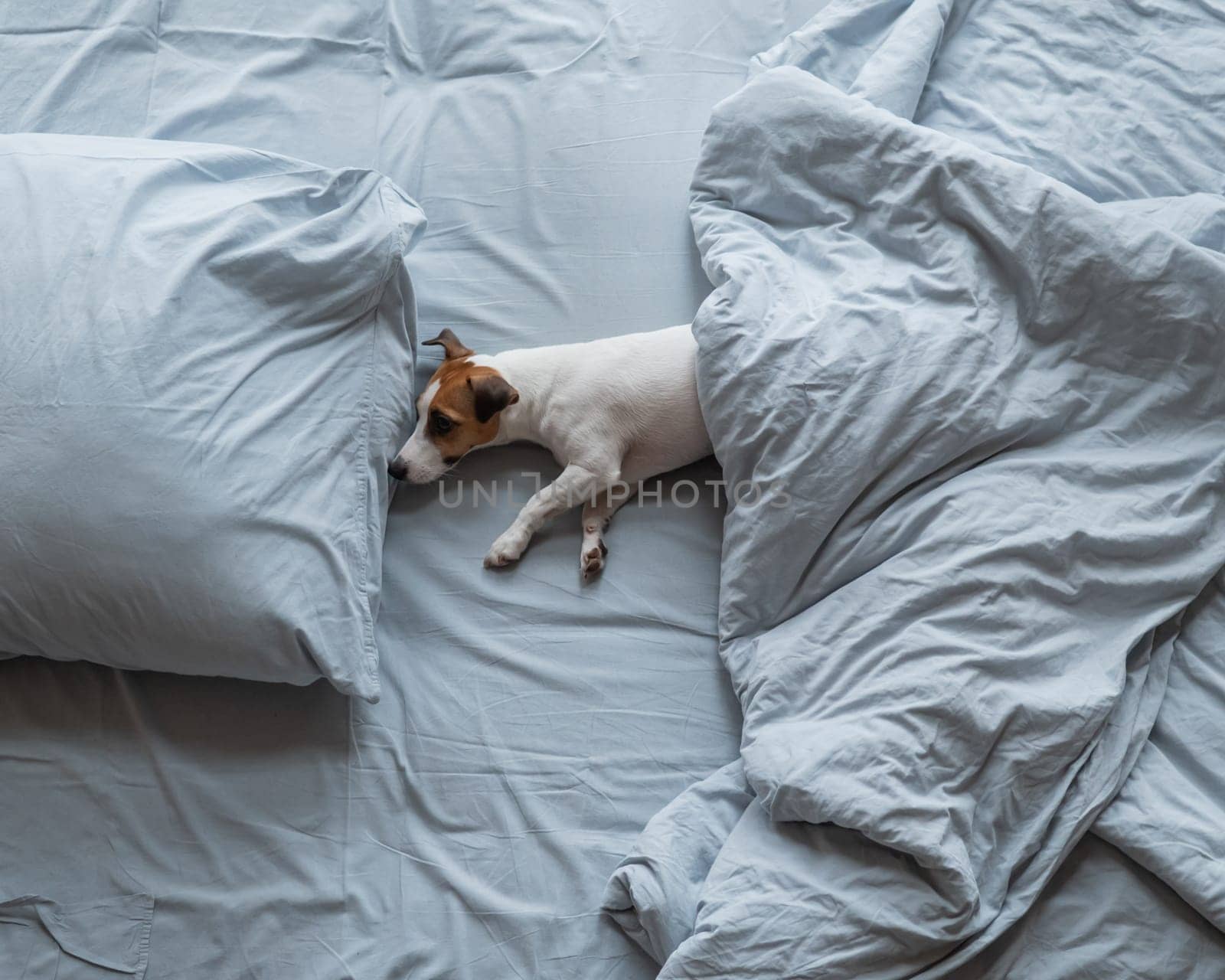 Top view of a Jack Russell Terrier dog lying in bed under a blanket