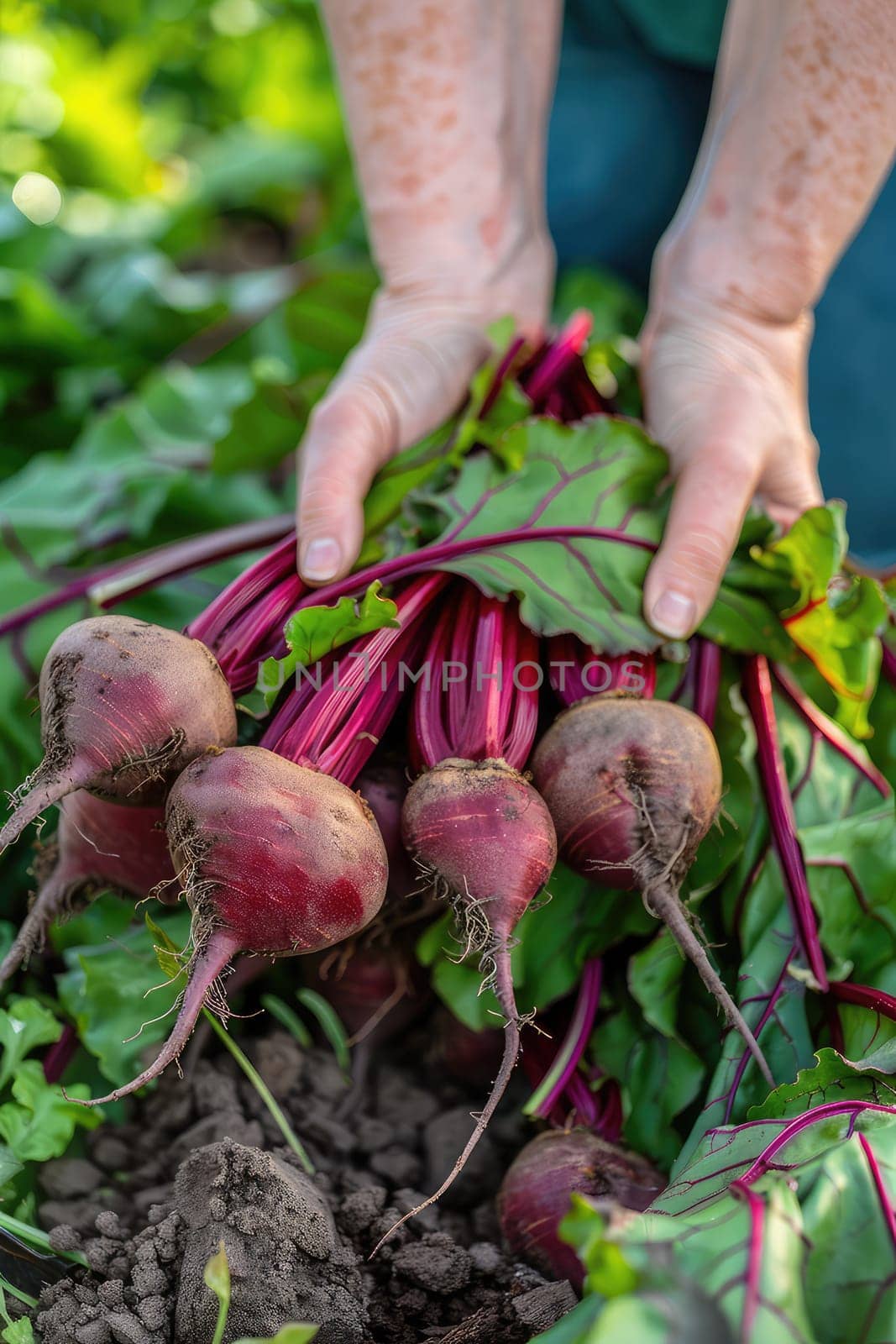 Harvest in the hands of a woman in the garden. Selective focus. nature.