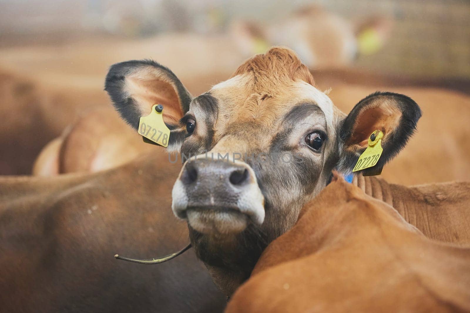 Cute Jersey cow on a modern farm in Denmark.