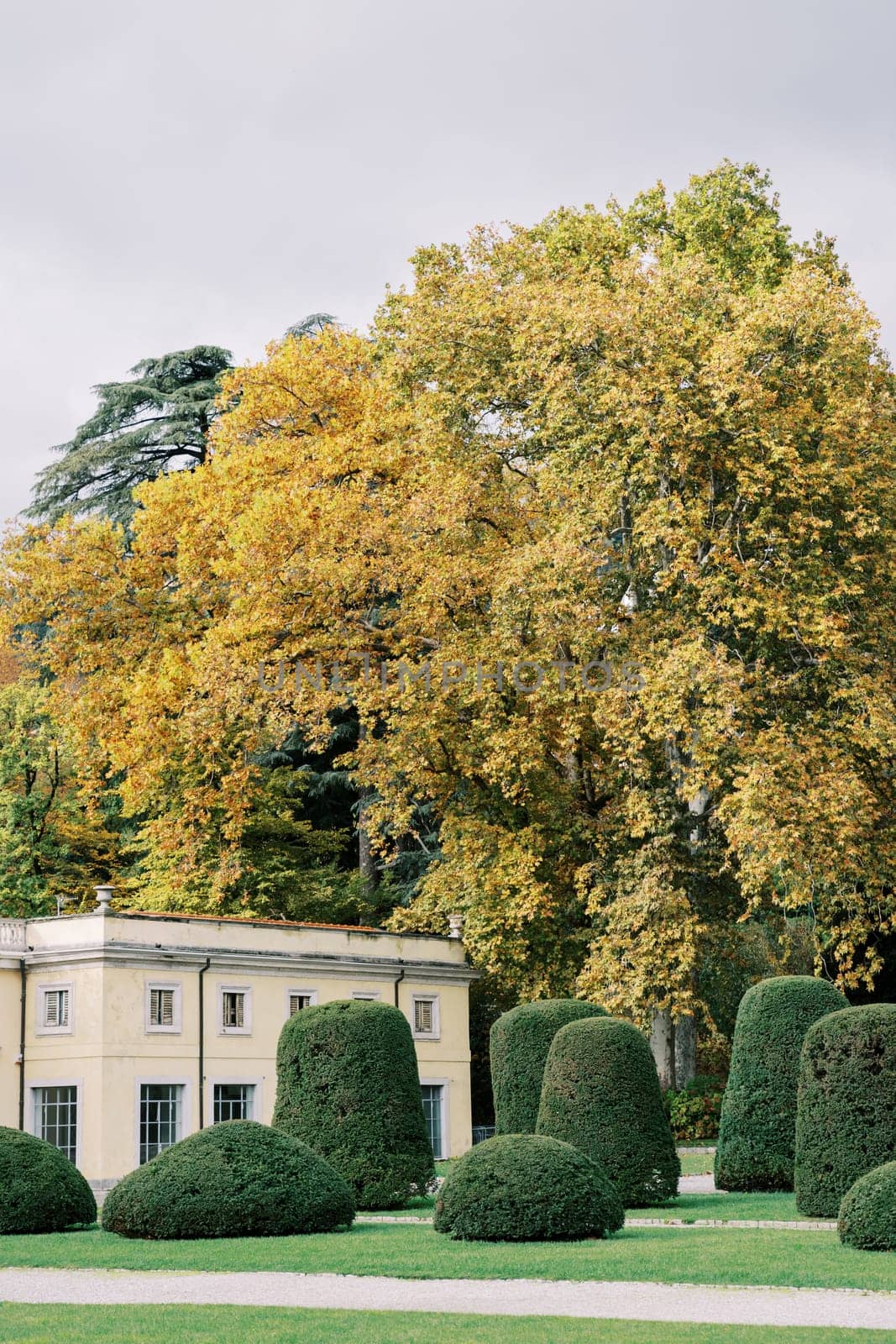 Round trimmed bushes and trees in the garden of the ancient Villa Olmo. Lake Como, Italy. High quality photo