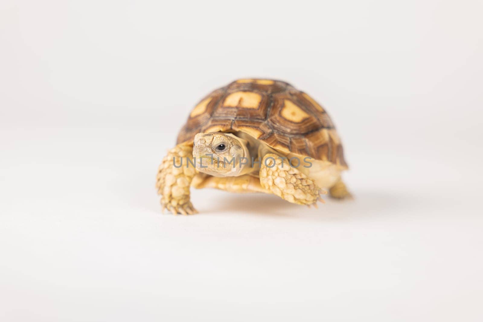 An isolated portrait of the sulcata tortoise, a patient and cute African reptile, highlighting the beauty of its unique design and pattern against a white background. by Sorapop