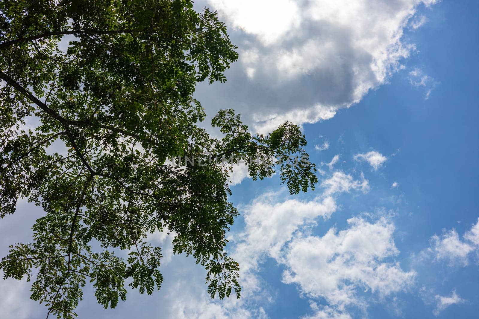 Green leaf of tree branch with blue sky and clouds.
