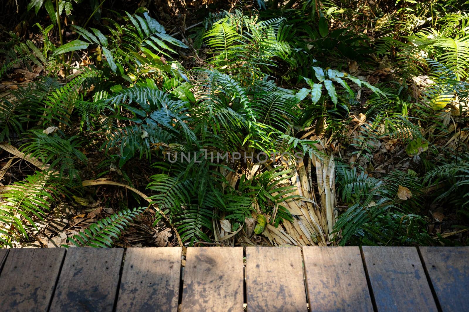Dark wood table top with green palm tree in tropical forest.