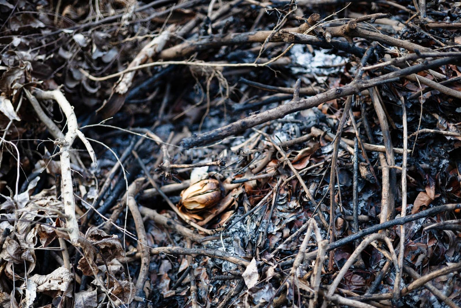 Cinders of grass after the fire burned. Burnt grass and the burnt woods ashes.