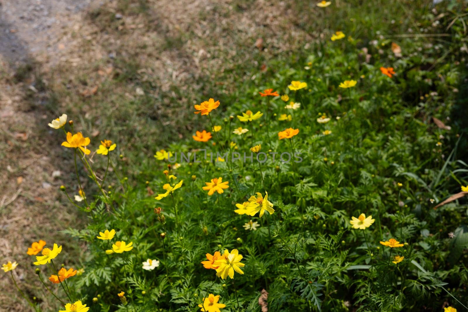 The yellow and orange cosmos blossom flowers field in the garden. 
