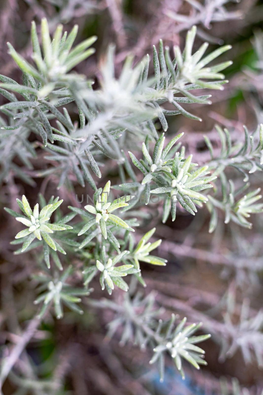 Fresh Rosemary Herb by urzine