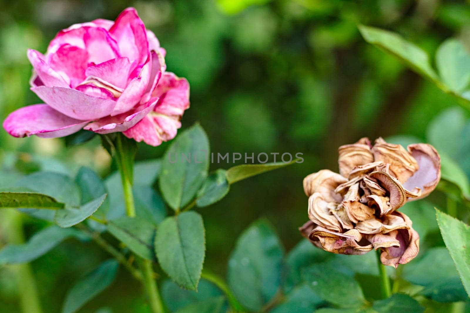 Old Rose Flower. by urzine