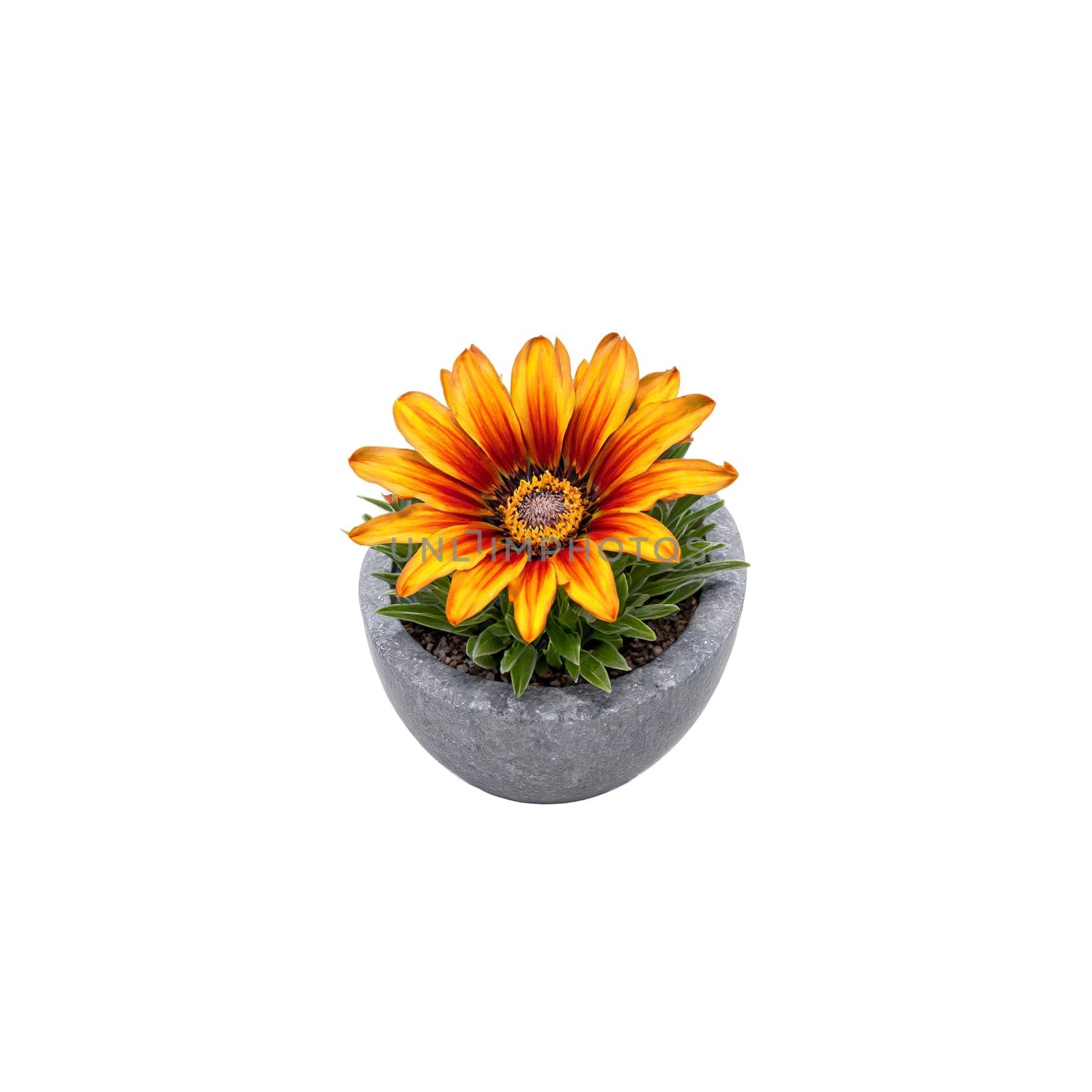 Gazania bright orange and yellow flowers with contrasting dark centers in a gray stone planter. Plants isolated on transparent background.