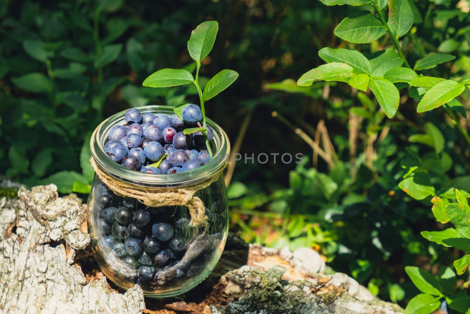 Close-up of Blueberries in the forest with green leaves. Country life gardening eco friendly living Harvested berries, process of collecting, harvesting berries into glass jar in the forest. Bush of ripe wild blackberry bilberry in summer.