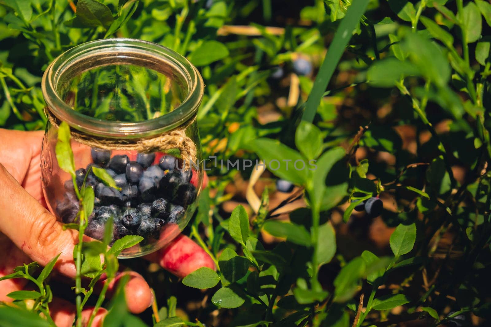 Man picking berries, process of collecting harvesting into glass jar in the forest. Bush of ripe wild blackberry in summer. Concept of organic locally grown blueberries, Seasonal bilberry countryside eco friendly