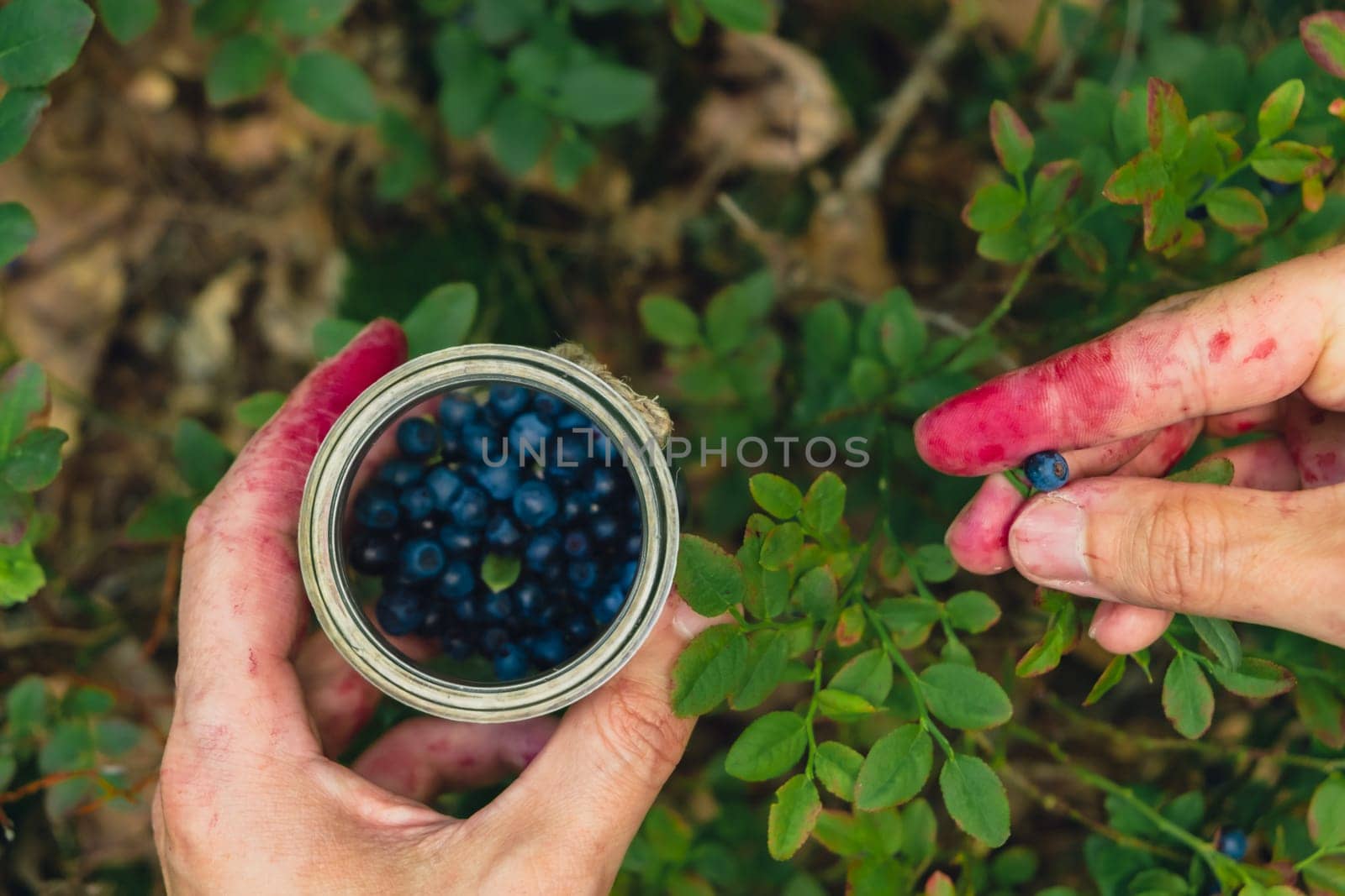 Man picking berries, process of collecting harvesting into glass jar in the forest. Bush of ripe wild blackberry in summer. Concept of organic locally grown blueberries, Seasonal bilberry countryside eco friendly