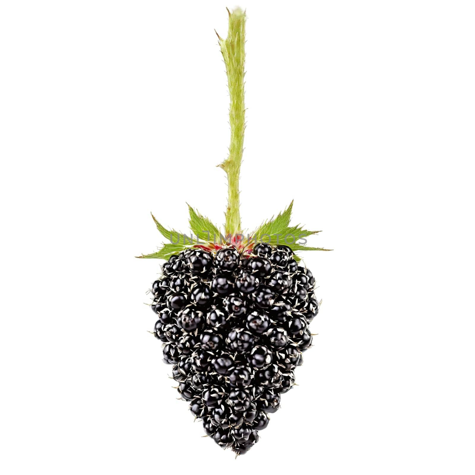 Blackberry with thorny stem and plump berries in dynamic arrangement Food and culinary concept. Food isolated on transparent background.