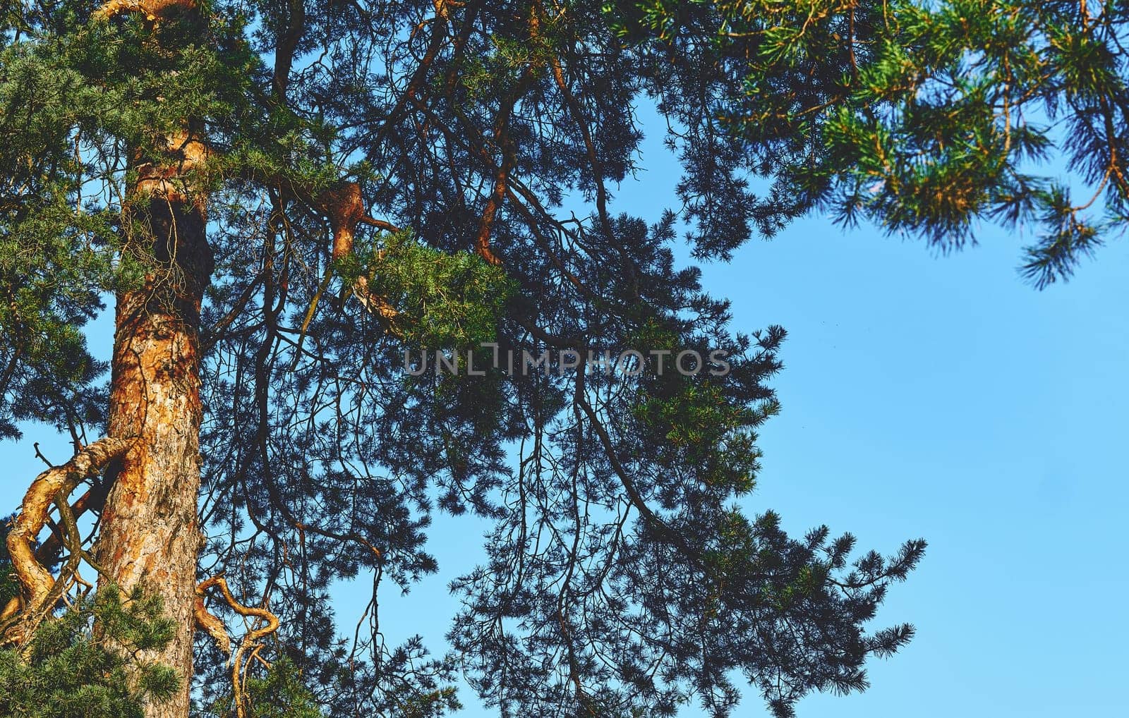 Pine tree in sunlight with green branches, blue sky by jovani68