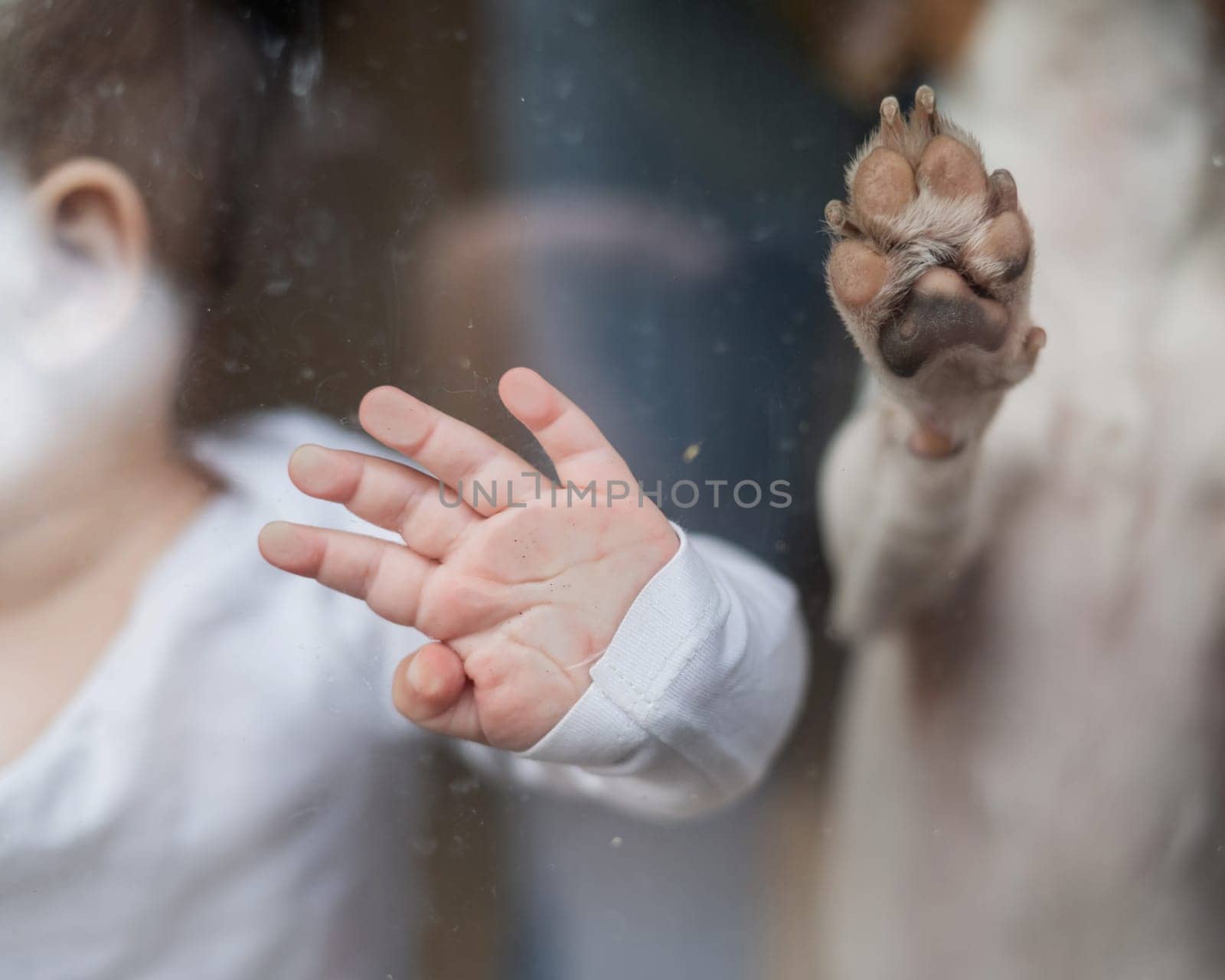 Close-up of baby boy's palm and paw of Jack Russell Terrier dog on patio window