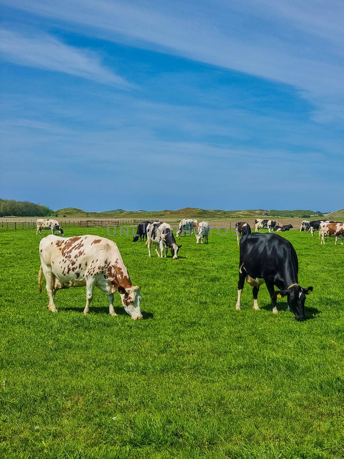A harmonious scene unfolds as a group of cows peacefully graze on the lush green fields of Texel, Netherlands.