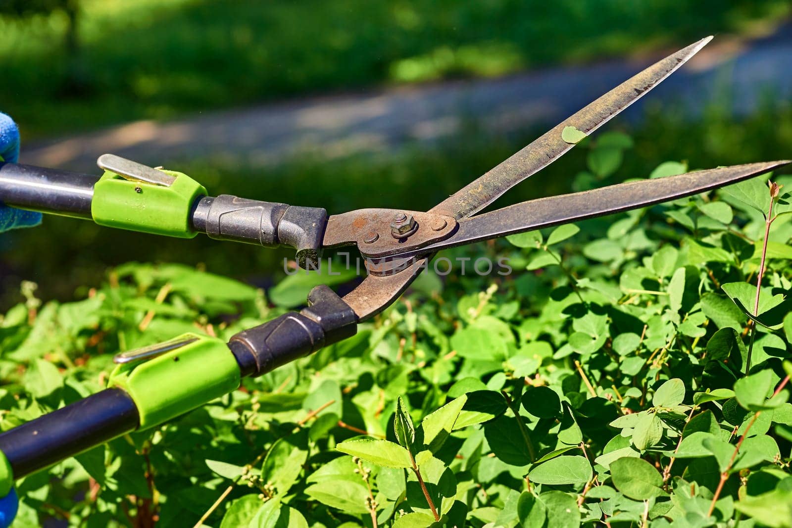 Garden care.Landscaping. Trimming with scissors secateurs extra branches tree by jovani68