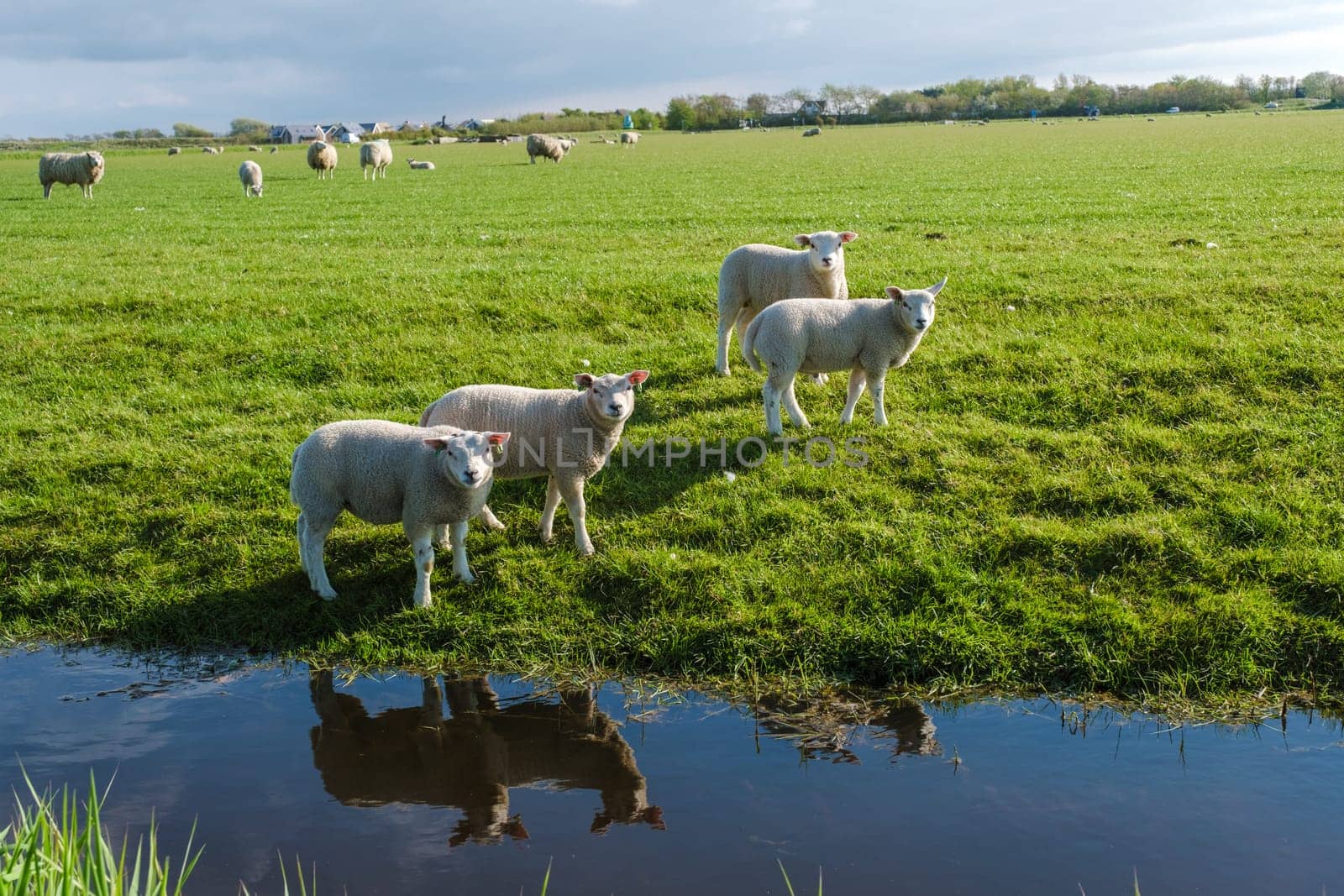 A group of sheep, with fluffy white wool and gentle faces, stand peacefully next to a clean pond in Texel, Netherlands.