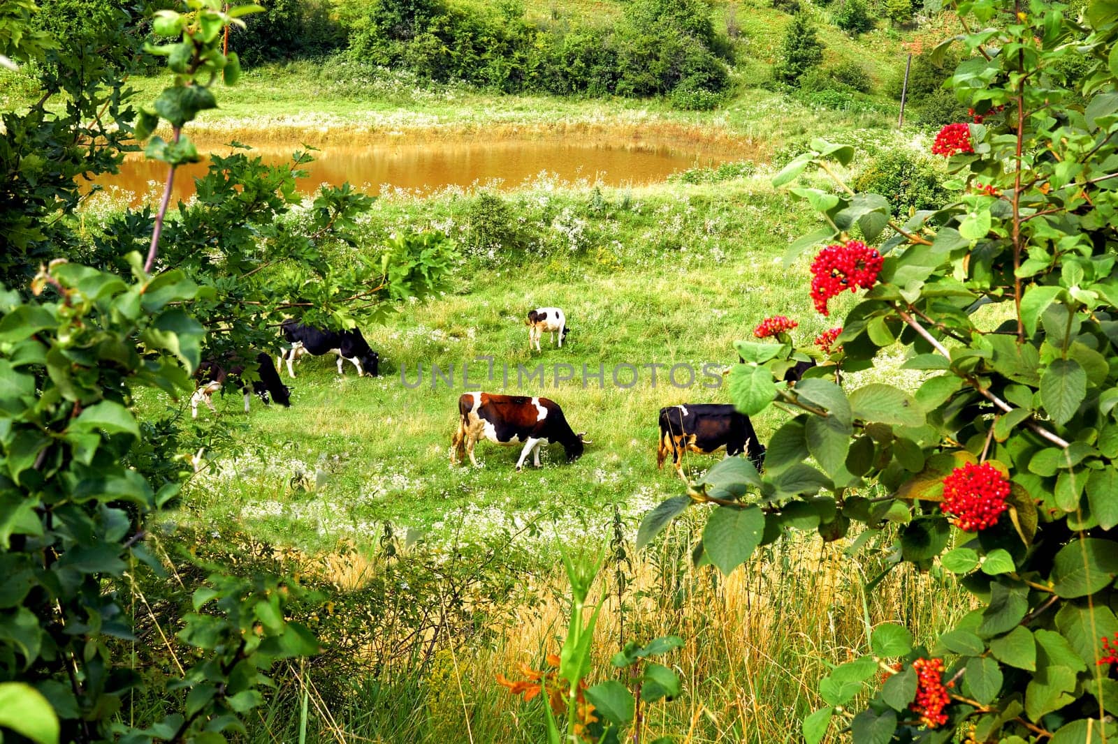 A herd of cows grazing on a summer green slope in flower frame by jovani68