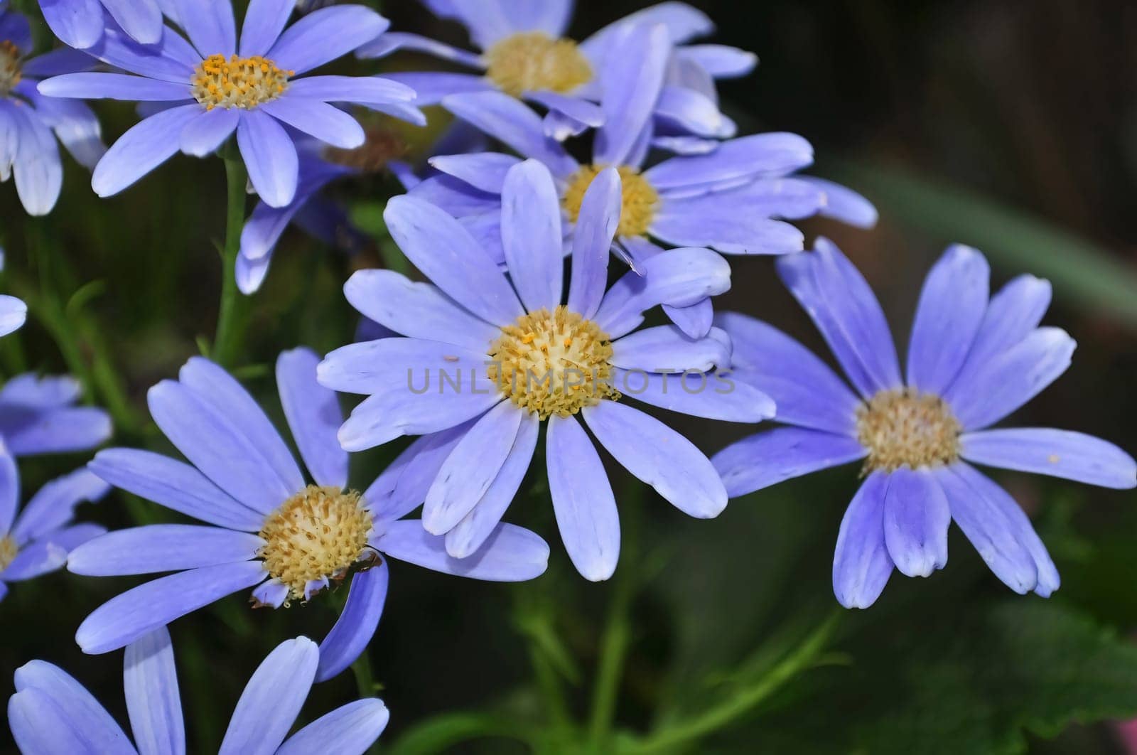 Purple swan river daisy or Brachyscome iberidifolia Benth, asteraceae on a sunny spring day are delicate and stunningly spectacular, beautifull flower