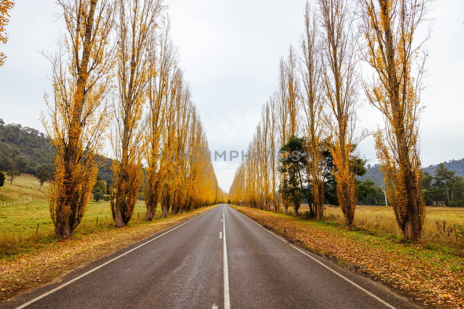 The iconic Gould Memorial Drive in autumn colours on the Buxton-Marysville Rd near the country town of Marysville in Victoria, Australia