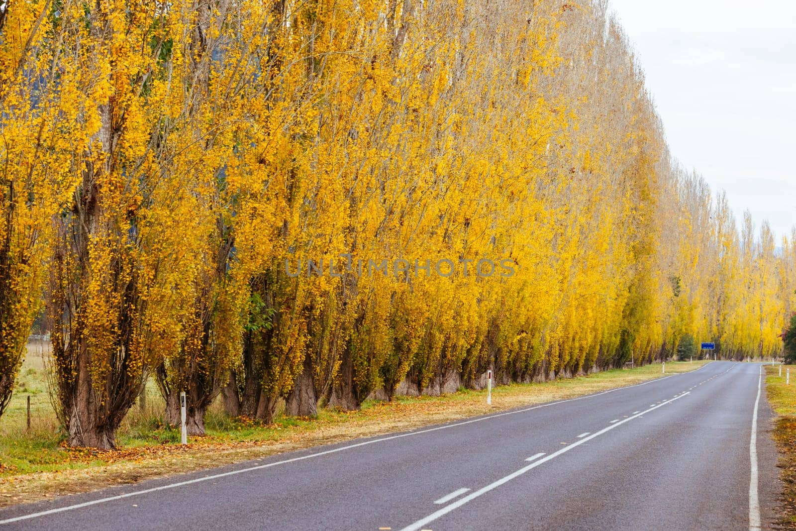 The iconic Gould Memorial Drive in autumn colours on the Buxton-Marysville Rd near the country town of Marysville in Victoria, Australia