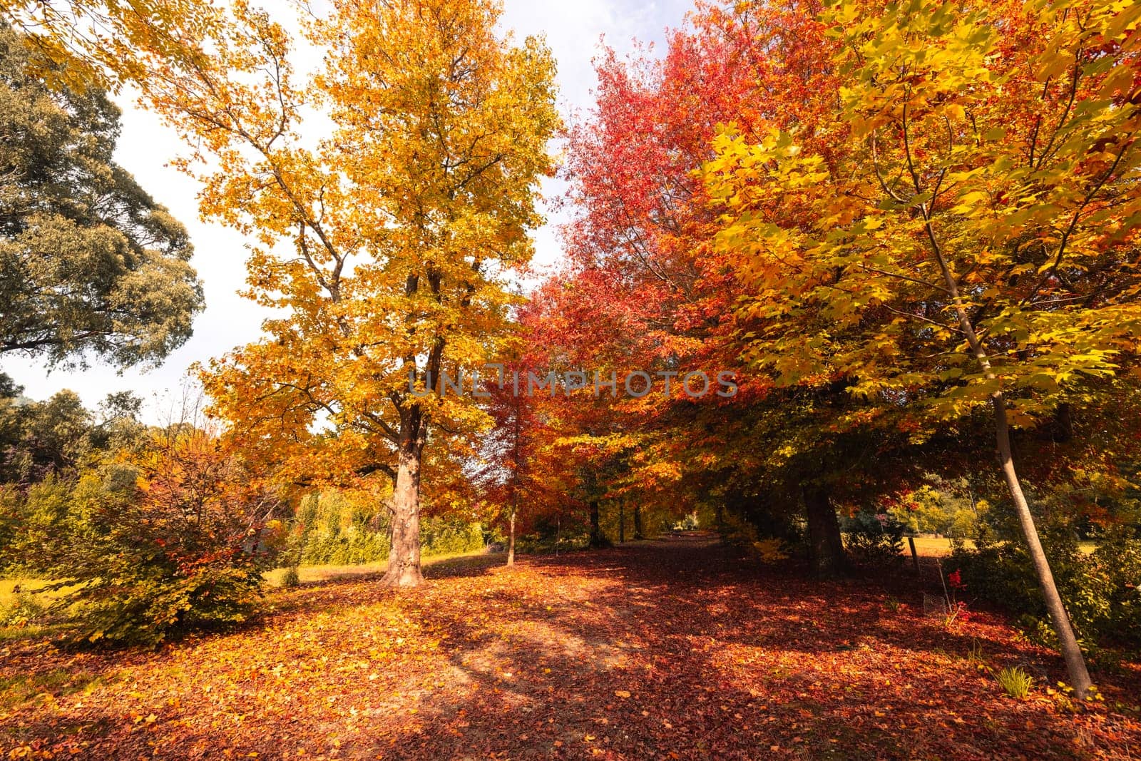 Marysville in Autumn Colours in Australia by FiledIMAGE