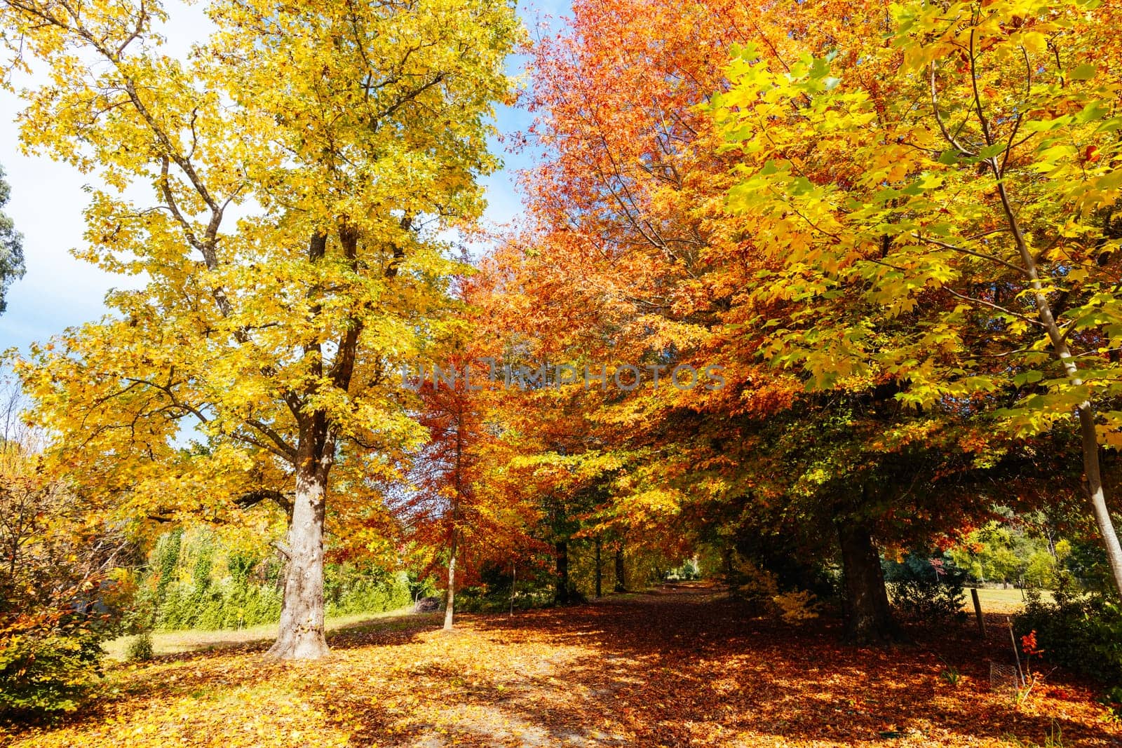 Marysville in Autumn Colours in Australia by FiledIMAGE