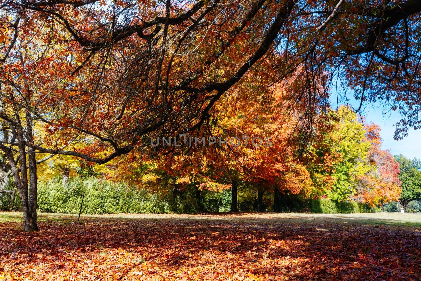 MARYSVILLE, AUSTRALIA - APRIL 28 2024: Gallipoli Park in the quaint tourist country town of Marysville on an autumn morning in Victoria, Australia