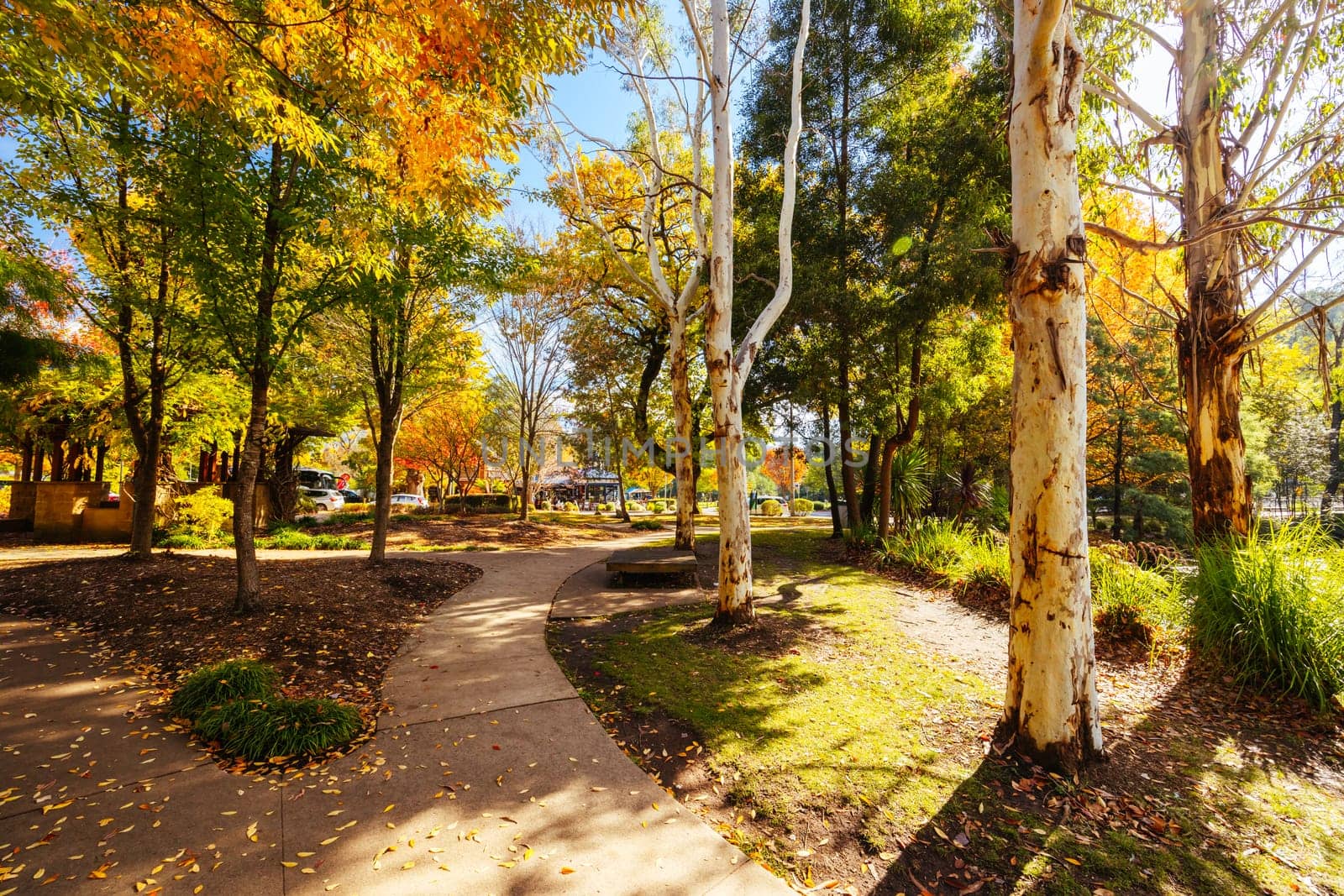 MARYSVILLE, AUSTRALIA - APRIL 28 2024: Gallipoli Park in the quaint tourist country town of Marysville on an autumn morning in Victoria, Australia