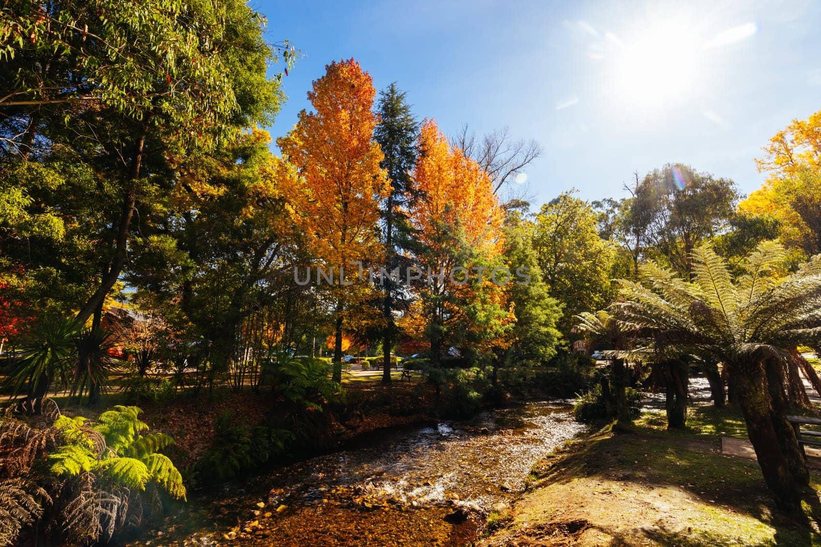 Marysville in Autumn Colours in Australia by FiledIMAGE