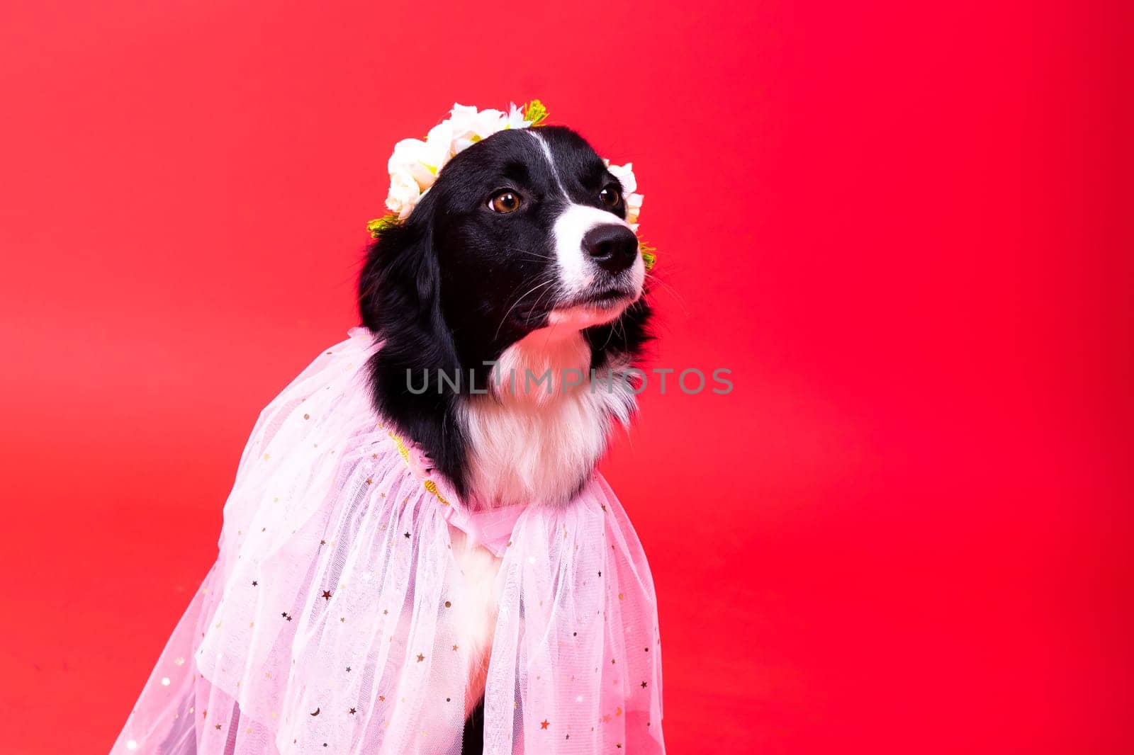 A happy black dog border collie portrait on yellow and red background by Zelenin