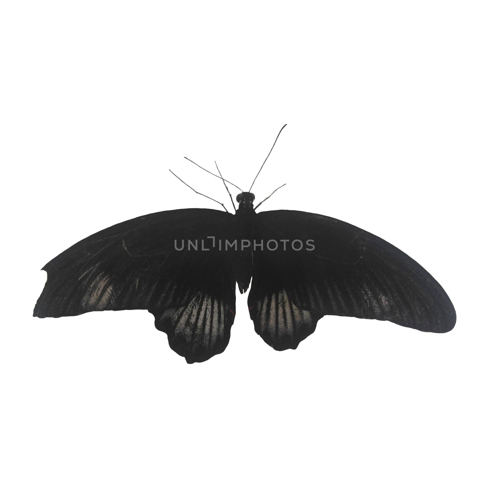 Black Tropical Butterfly Isolated on White Background.