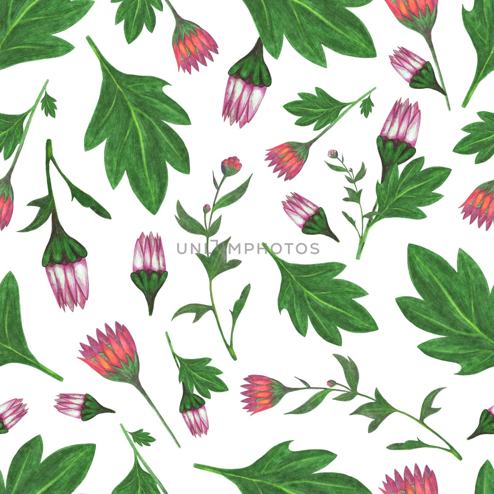 Chrysanthemum Flower Seamless Pattern. Hand Drawn Floral Digital Paper on White Background.