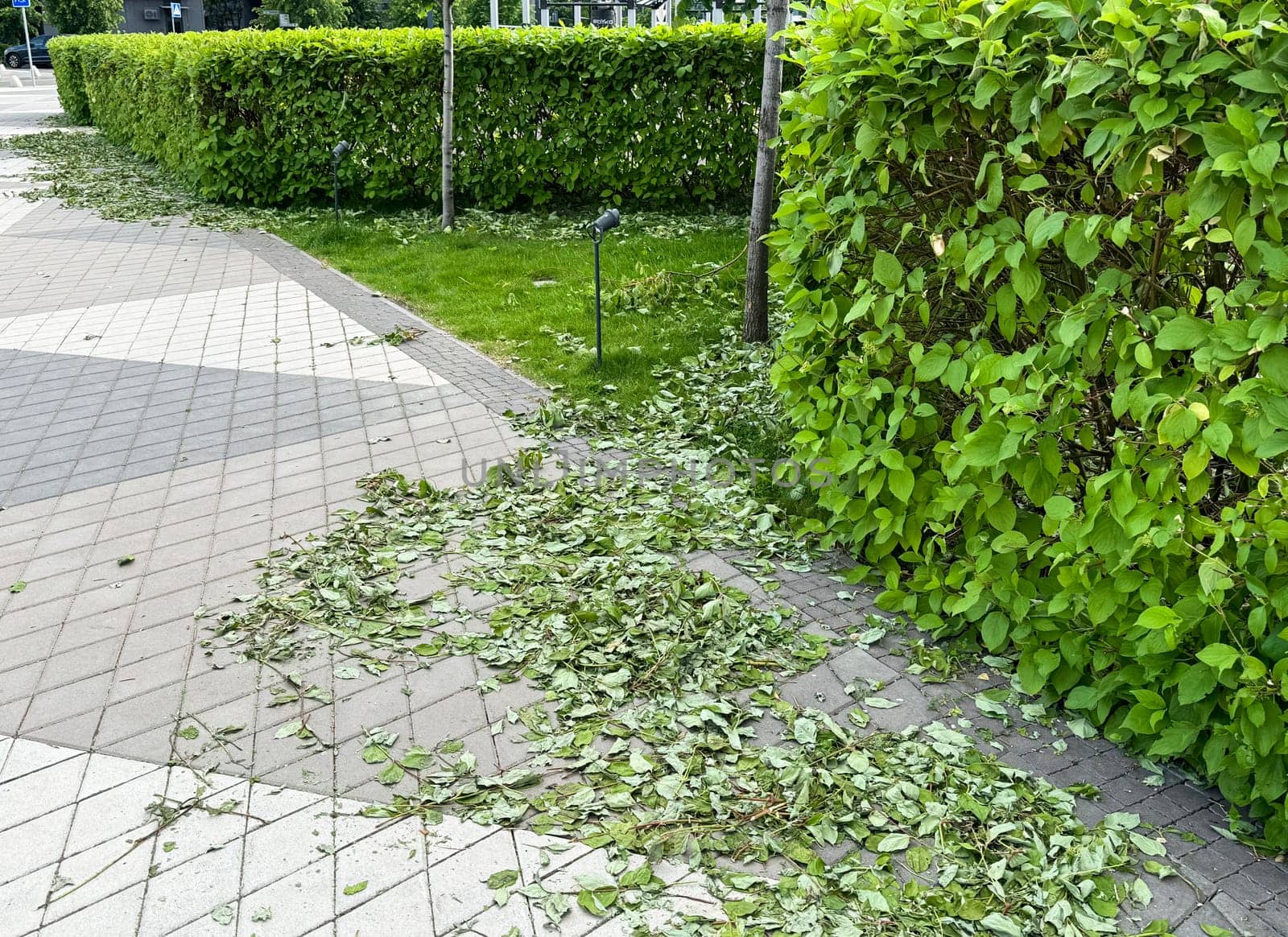 a trimmed hedge with leaves left in a circle on the pavement . High quality photo